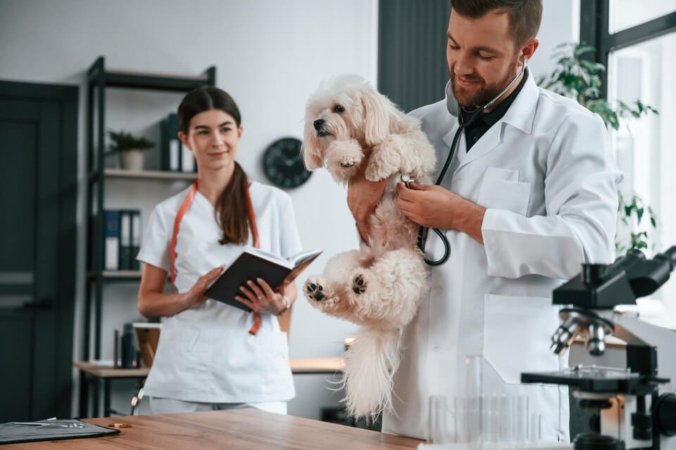 Assurance Animaux